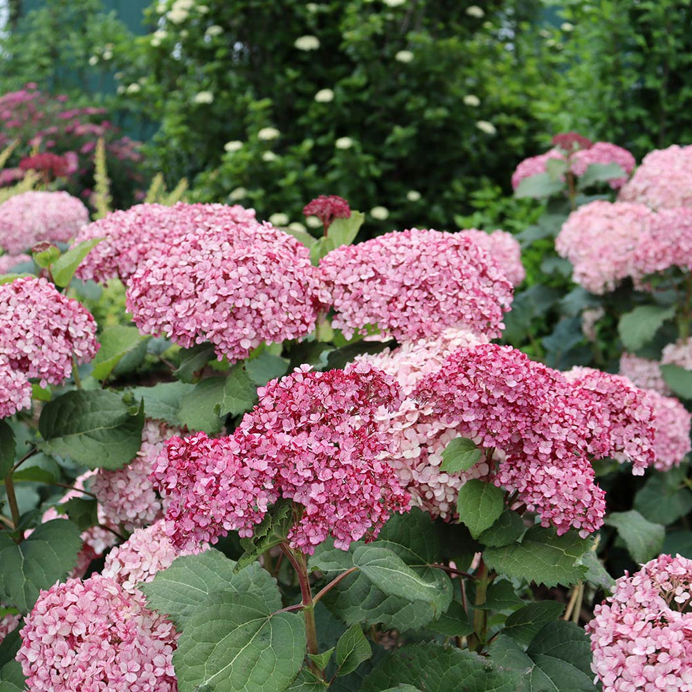 Proven Winners® Invincibelle Mini Mauvette Hydrangea Shrub