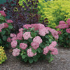 Proven Winners® Invincibelle Mini Mauvette Hydrangea Shrub