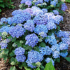 Proven Winners® Let's Dance Lovable Hydrangea Shrub
