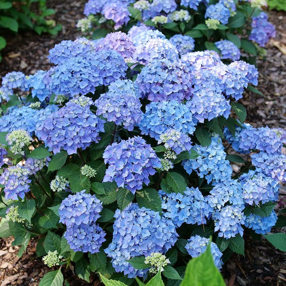 Proven Winners® Let's Dance Lovable Hydrangea Shrub