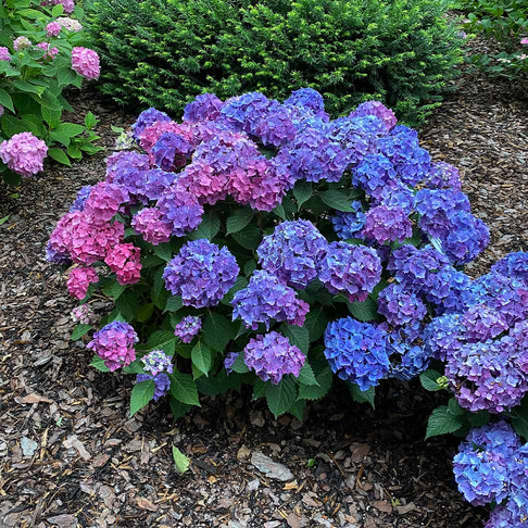 Proven Winners® Let's Dance Lovable Hydrangea Shrub