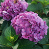 Proven Winners® Let's Dance Lovable Hydrangea Shrub