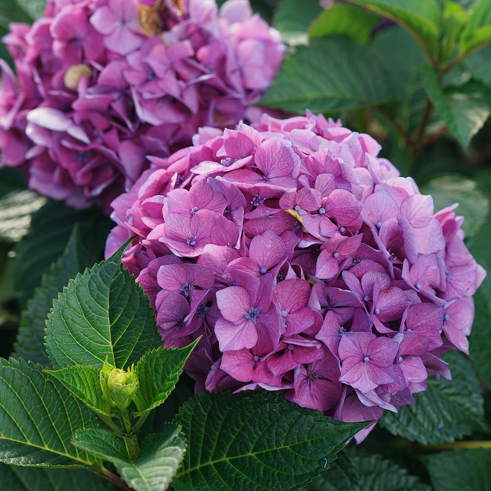 Proven Winners® Let's Dance Lovable Hydrangea Shrub