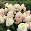 Proven Winners® Quick Fire Fab Hydrangea Shrub