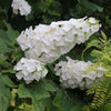 Proven Winners® Gatsby Gal Hydrangea Shrub
