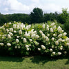 Proven Winners® Gatsby Gal Hydrangea Shrub