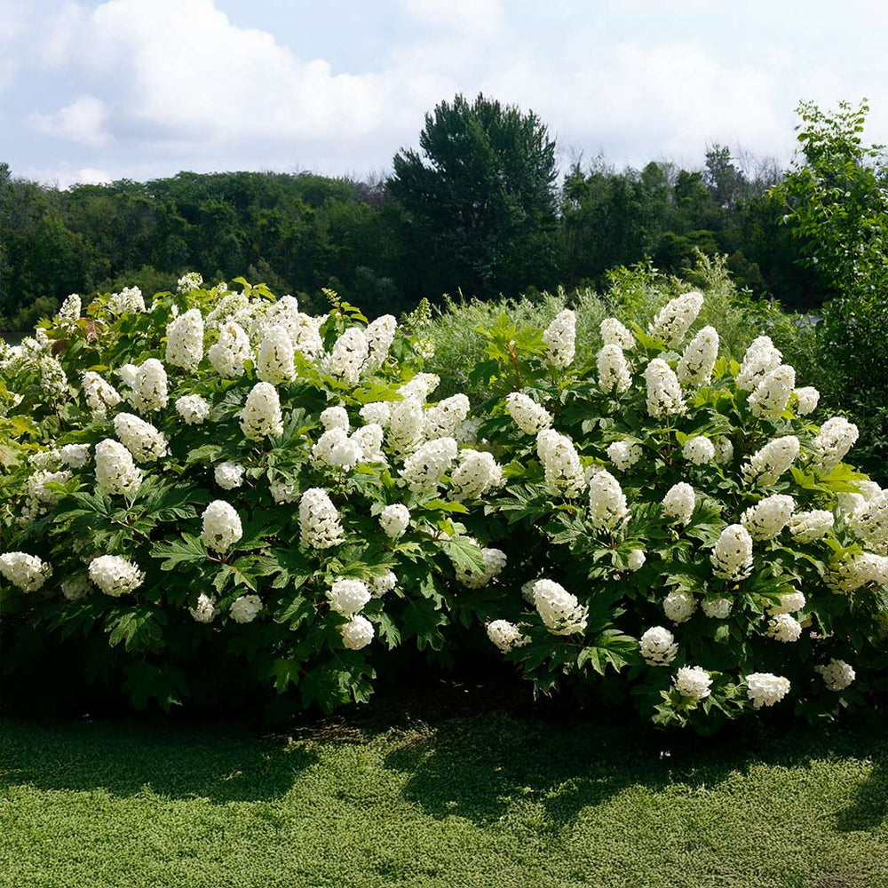 Proven Winners® Gatsby Gal Hydrangea Shrub