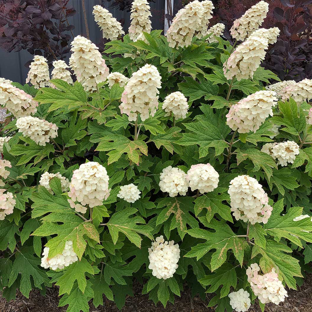Proven Winners® Gatsby Gal Hydrangea Shrub