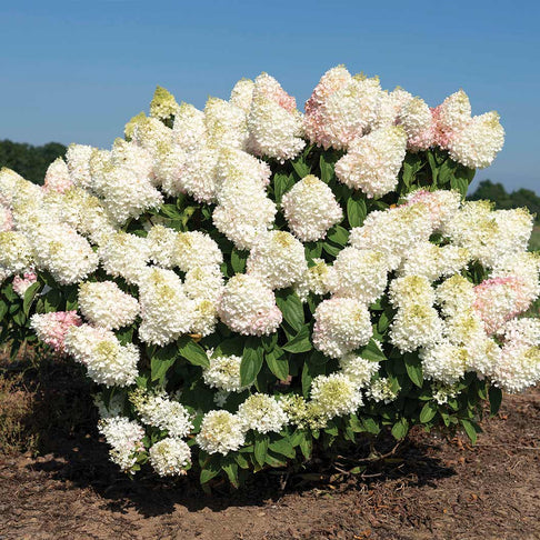 Sweet Starlight Hydrangea