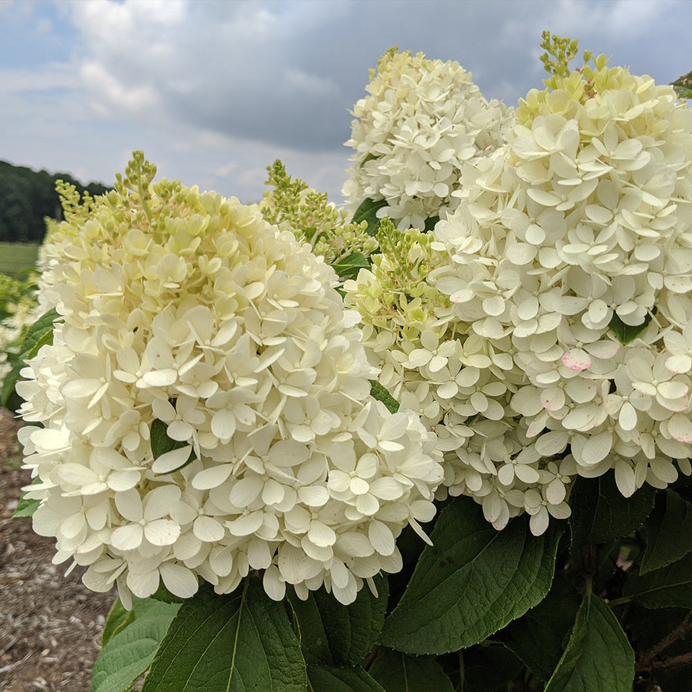Sweet Starlight™ Hydrangea Tree