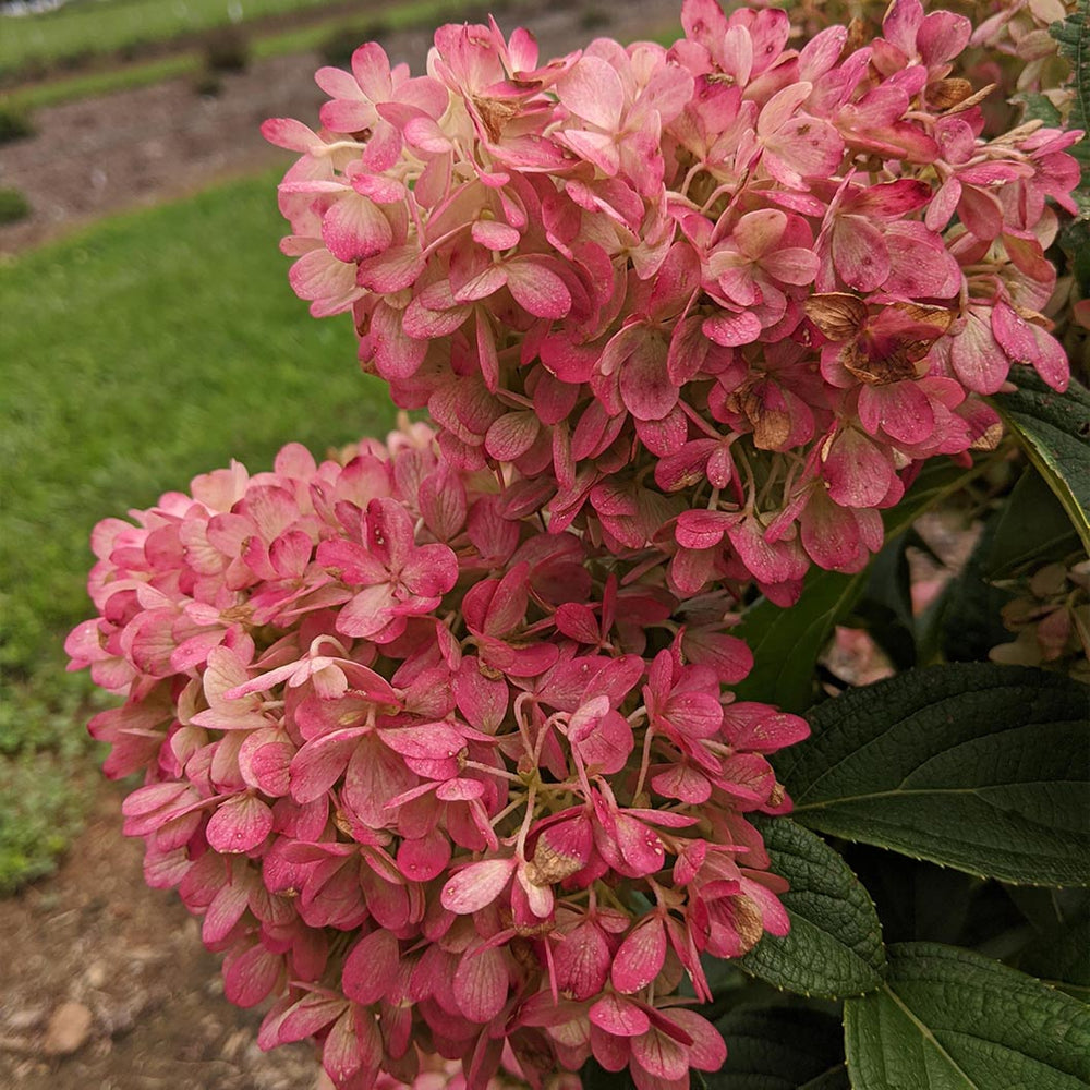 Sweet Starlight Hydrangea