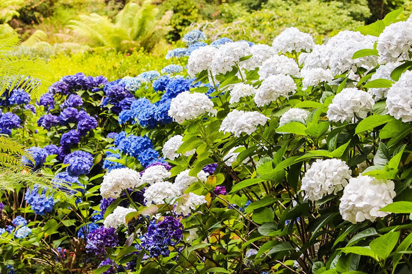 Summer Planting: Tips, Tricks and Benefits