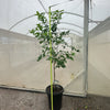 Meyer Lemon Tree