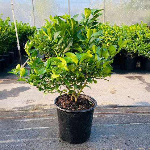 Meyer Lemon & Limequat Cocktail Bush
