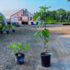 Brown Turkey Fig Bush