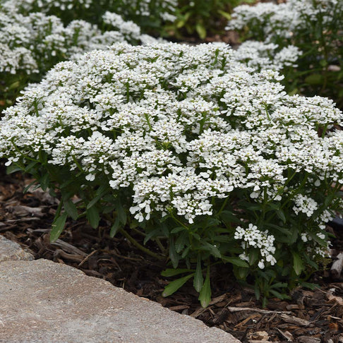 Better Versions® Snowsation™ Candytuft Plant