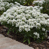 Better Versions® Snowsation™ Candytuft Plant