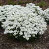 Better Versions® Snowsation™ Candytuft Plant