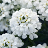 Better Versions® Snowsation™ Candytuft Plant