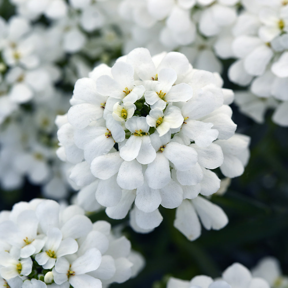 Better Versions® Snowsation™ Candytuft Plant