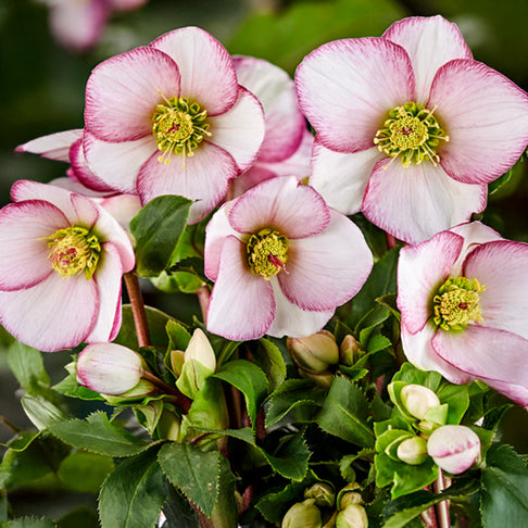 Ice n Roses® Picotee Helleborus