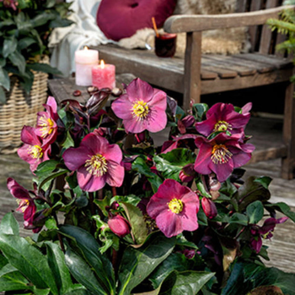 Ice N' Roses 'Early Red' Lenten Rose