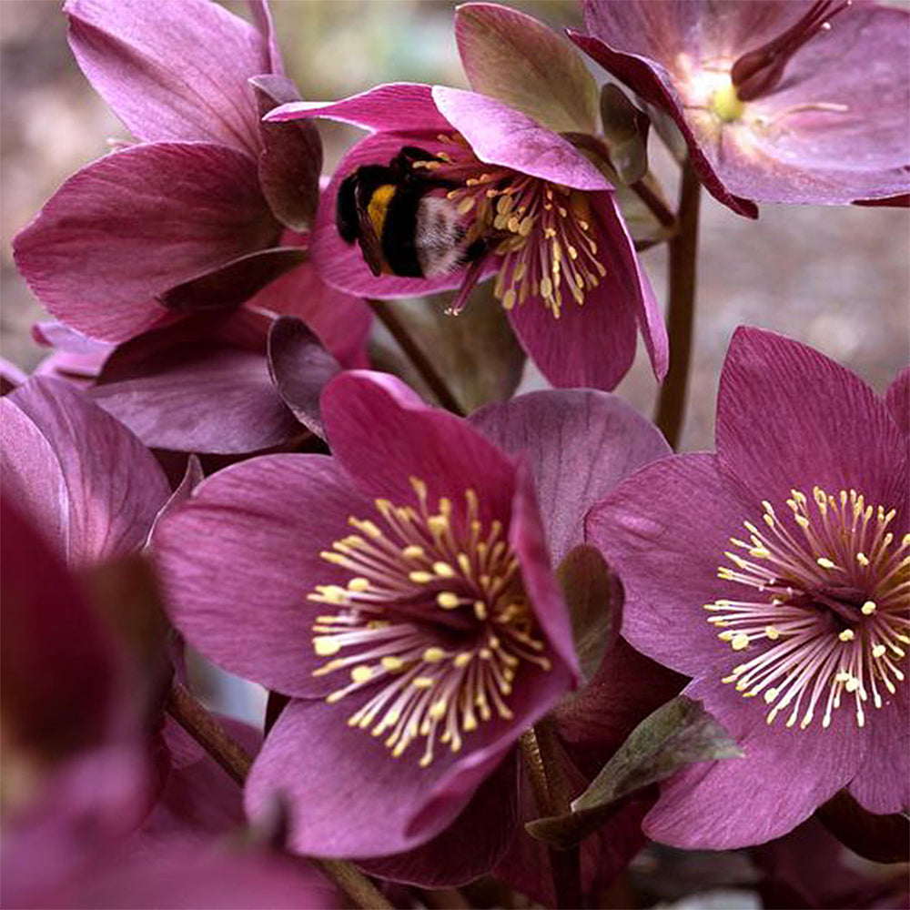 Ice N' Roses 'Early Red' Lenten Rose