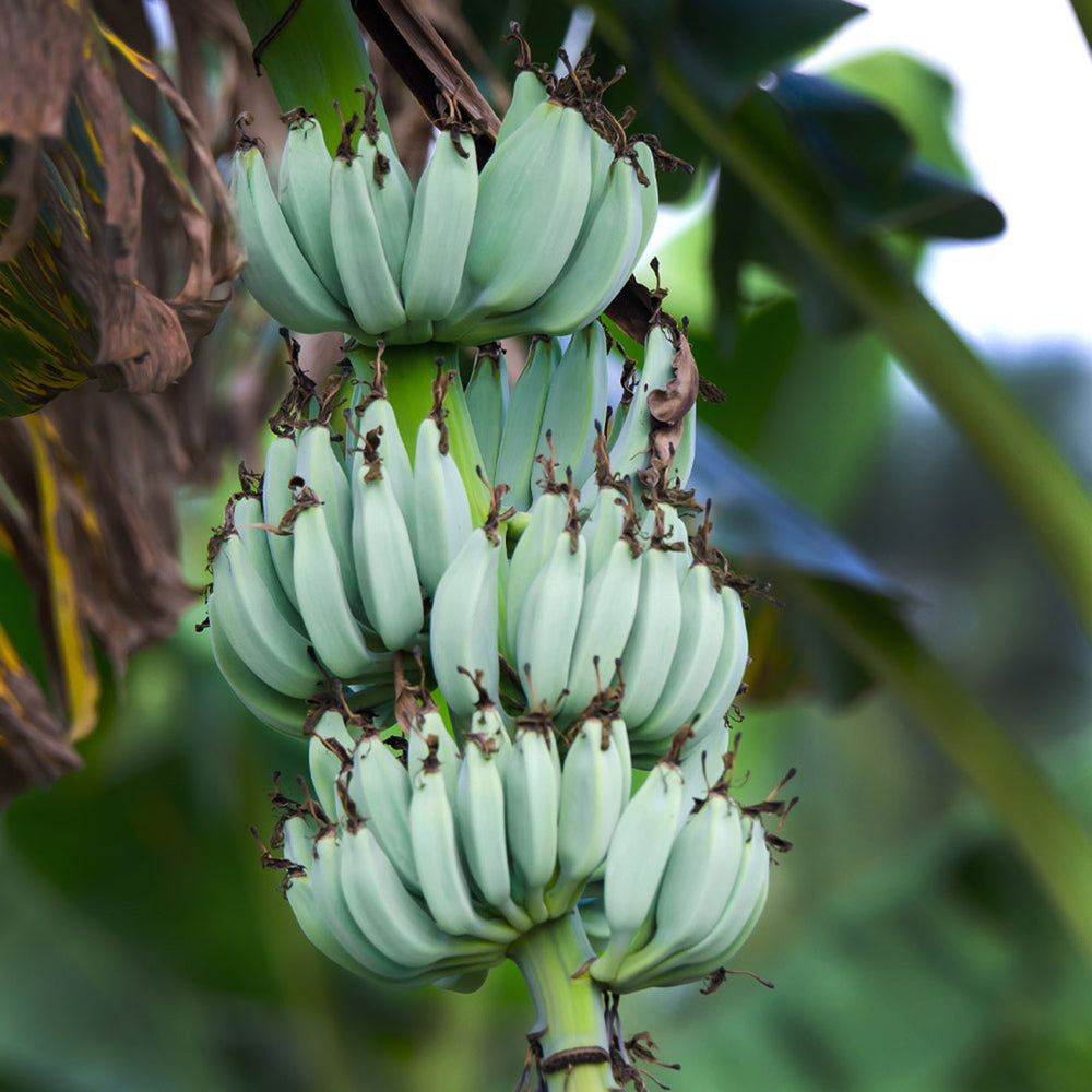 Ice Cream Banana Tree