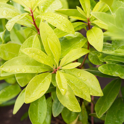 Southern Living® Florida Sunshine Illicium