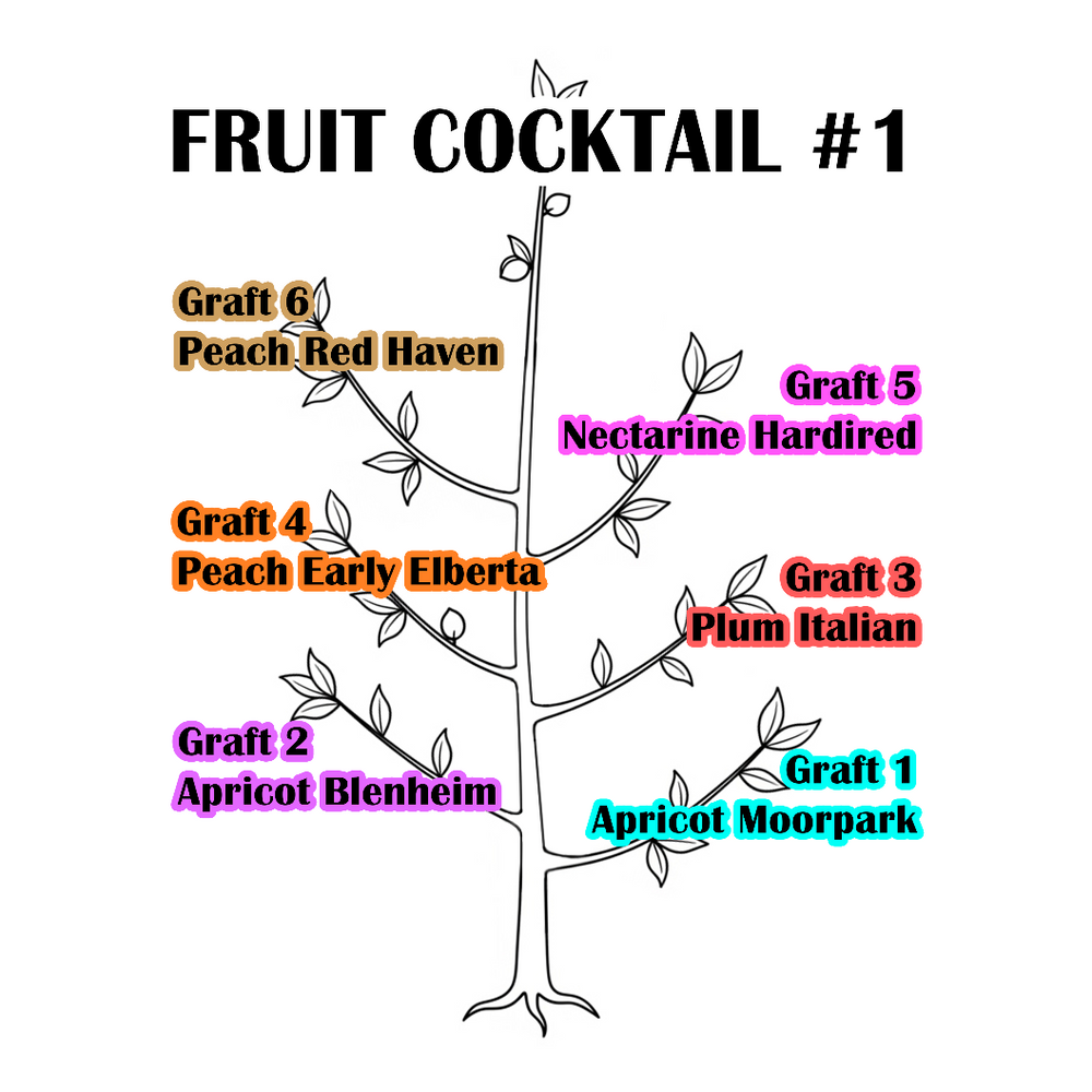 Fruit Cocktail Tree