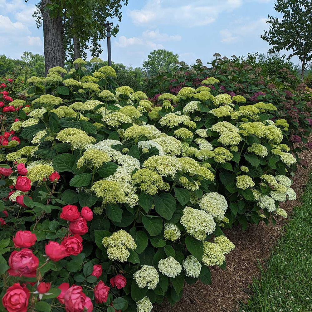 Incrediball® Storm Proof™ Hydrangea