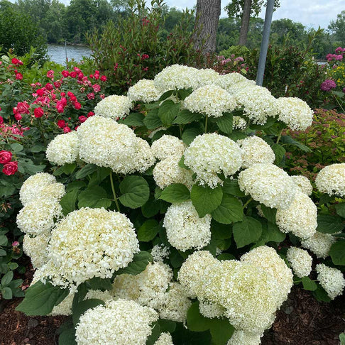 Proven Winners® Incrediball® Storm Proof™ Hydrangea