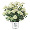 Proven Winners® Incrediball® Storm Proof™ Hydrangea