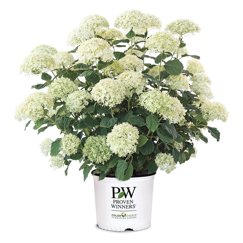Proven Winners® Incrediball® Storm Proof™ Hydrangea