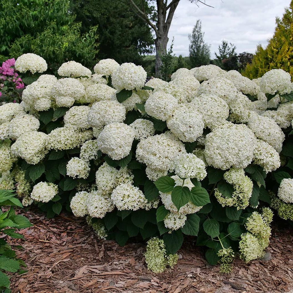 Incrediball® Storm Proof™ Hydrangea