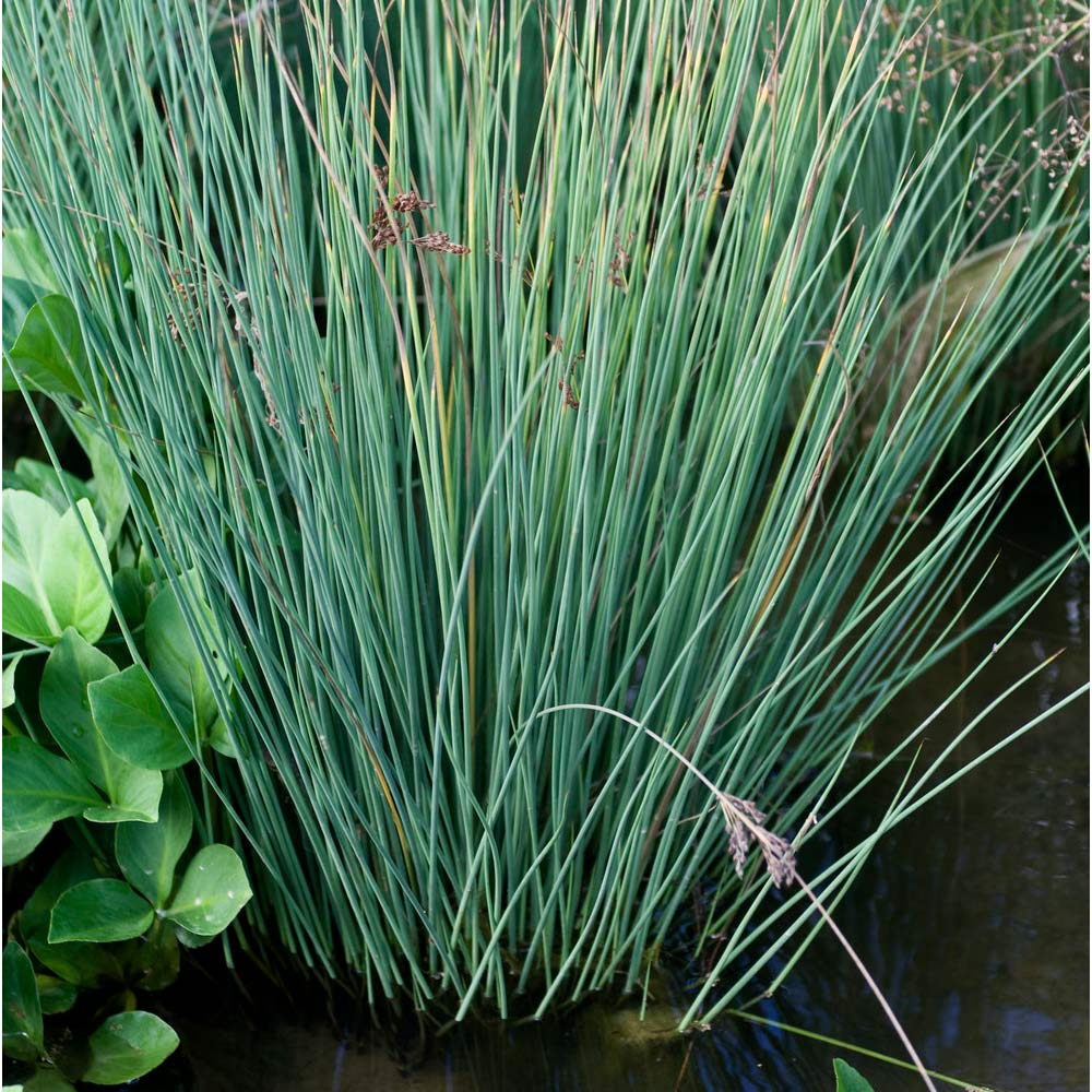 Blue Dart Rush Grass