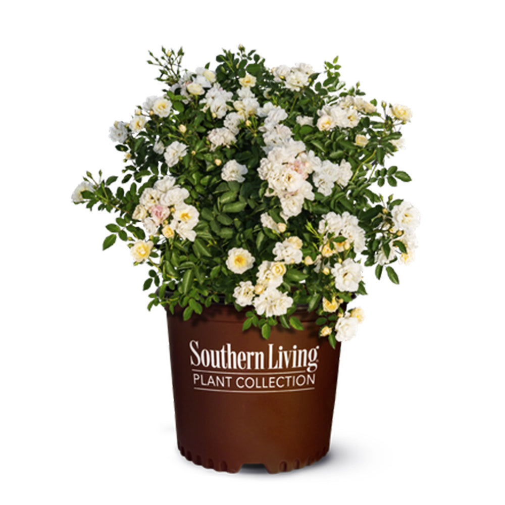 Its A Breeze® Ivory Blush Rose