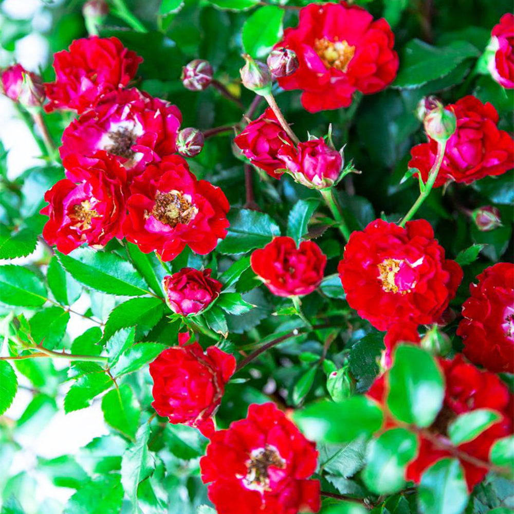 It’s A Breeze® Red Rose
