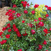 It’s A Breeze® Red Rose