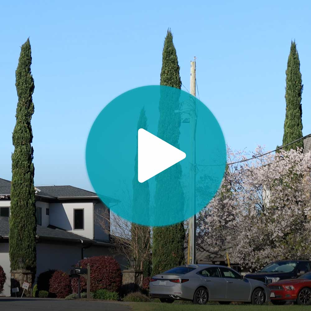 Italian Cypress Tree