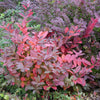 Proven Winners® Scentlandia Sweetspire Shrub