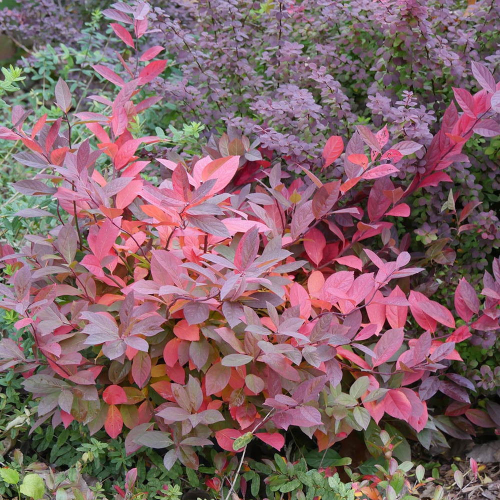 Proven Winners® Scentlandia Sweetspire Shrub