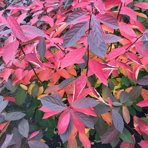 Proven Winners® Scentlandia Sweetspire Shrub