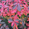 Proven Winners® Scentlandia Sweetspire Shrub