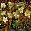 Ivory Prince Hellebore