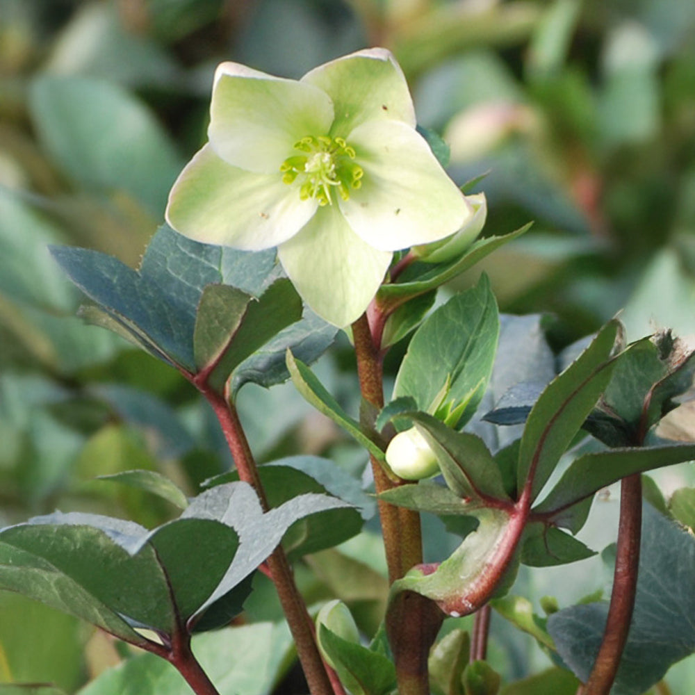 Ivory Prince Hellebore