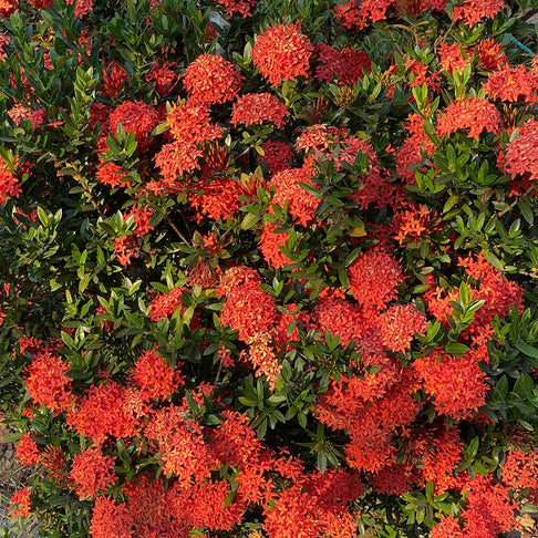 IXORA DWARF RED Bush