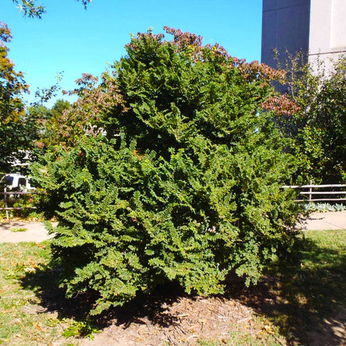 Jacqueline Hillier Elm Tree