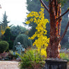 Jade Butterflies Ginkgo Tree