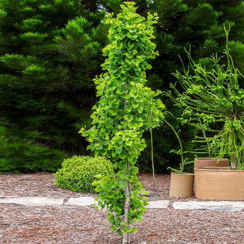 Jade Butterflies Ginkgo Tree
